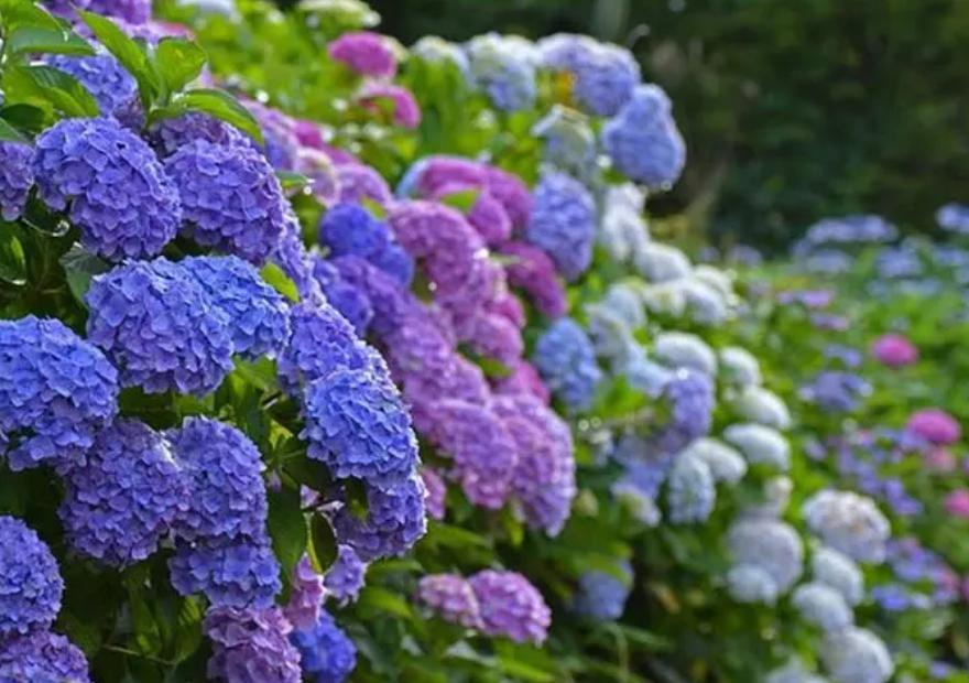 推荐几种颜值高又好养的室内花卉,8种容易开花又好养的庭院花卉