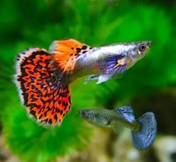 裸缸适合养什么观赏鱼 (山东地区容易养的观赏鱼)