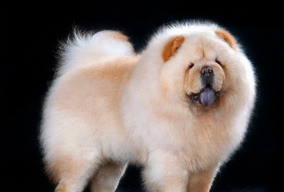 十大最好养的狗大型犬品种,中国名犬排名前10的狗排行榜