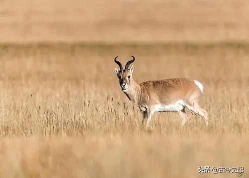带你了解神秘的青海,青海省冷知识