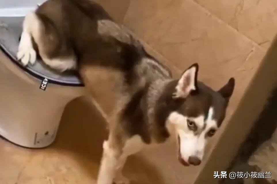 二傻子哈士奇怎么养,双血统哈士奇好养吗