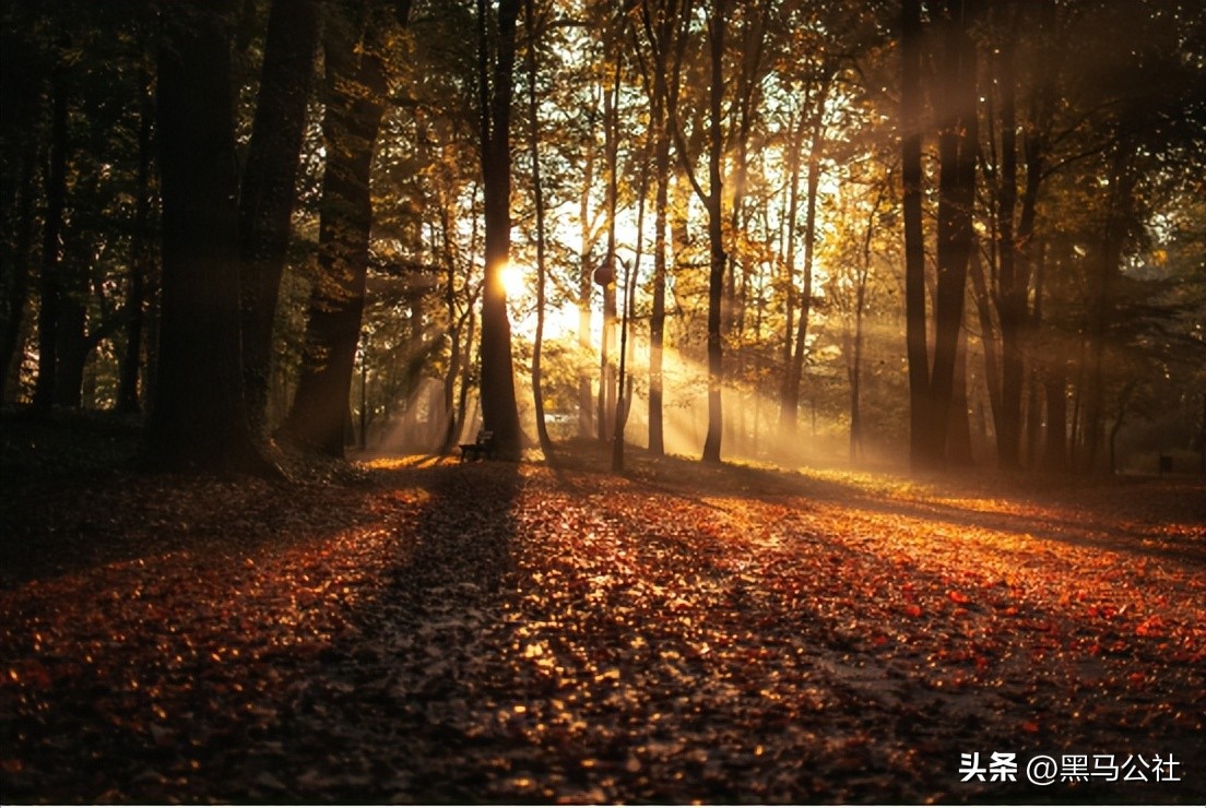 戴森最强吸力吸尘器,吸螨虫吸尘器戴森