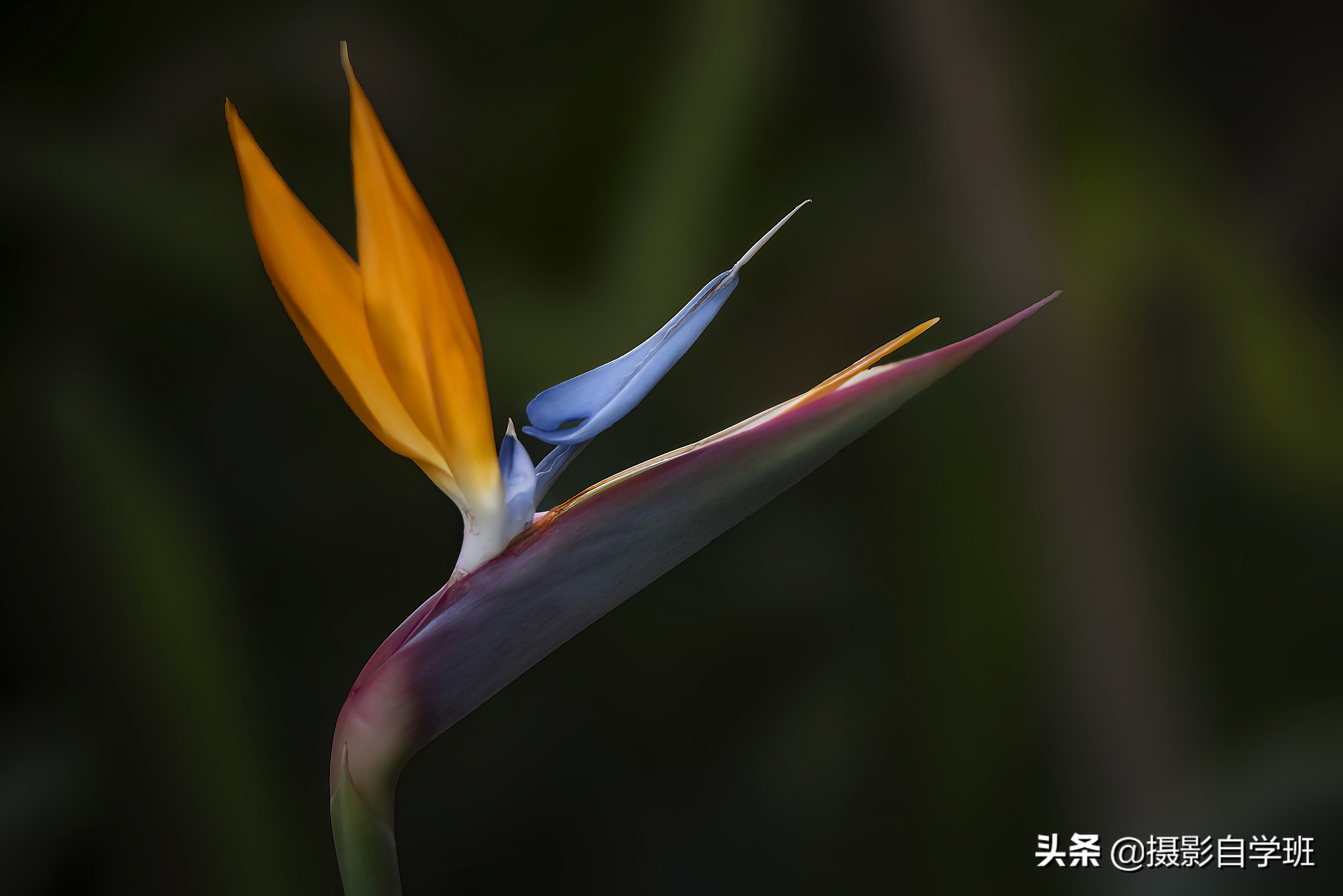 叶子怎么拍人出高级感,叶子怎么拍高级