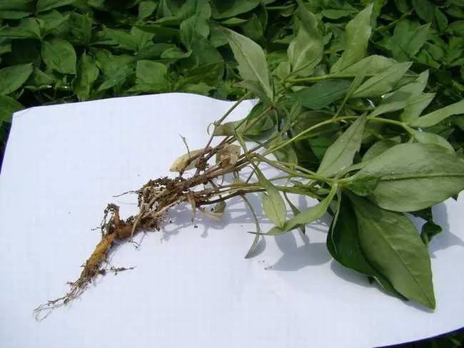 孩儿参是人参的一种吗,孩儿参的产量