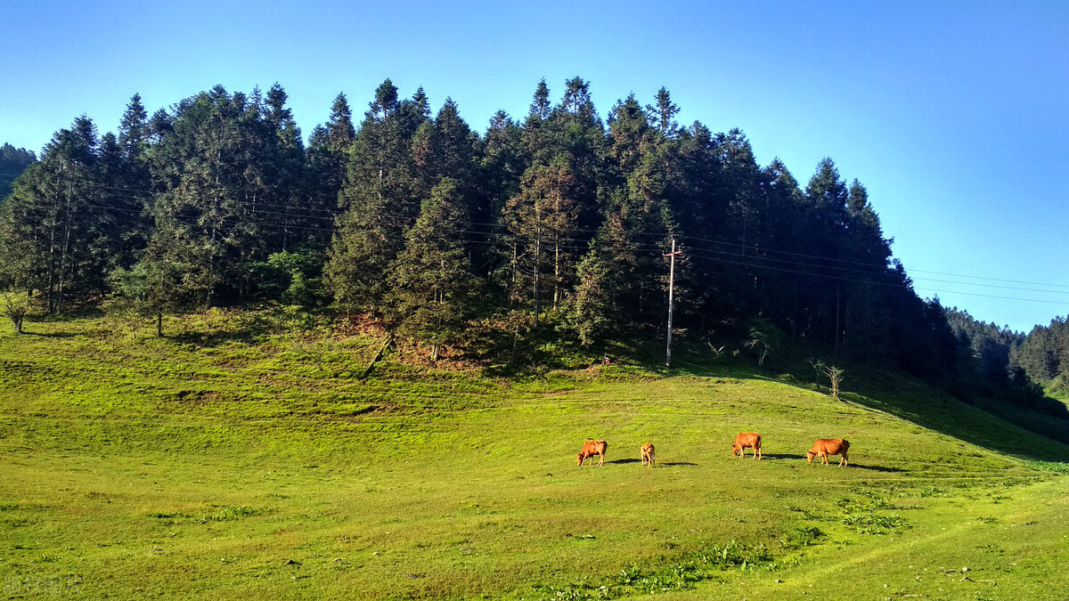 重庆武隆仙女山冬天自驾旅游攻略,仙女山游客中心到仙女山大草原