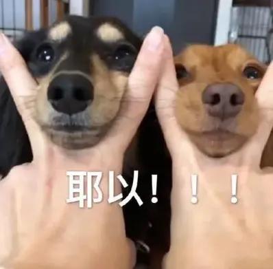 河南选调生和公务员能同时考吗,河南选调生值得考吗