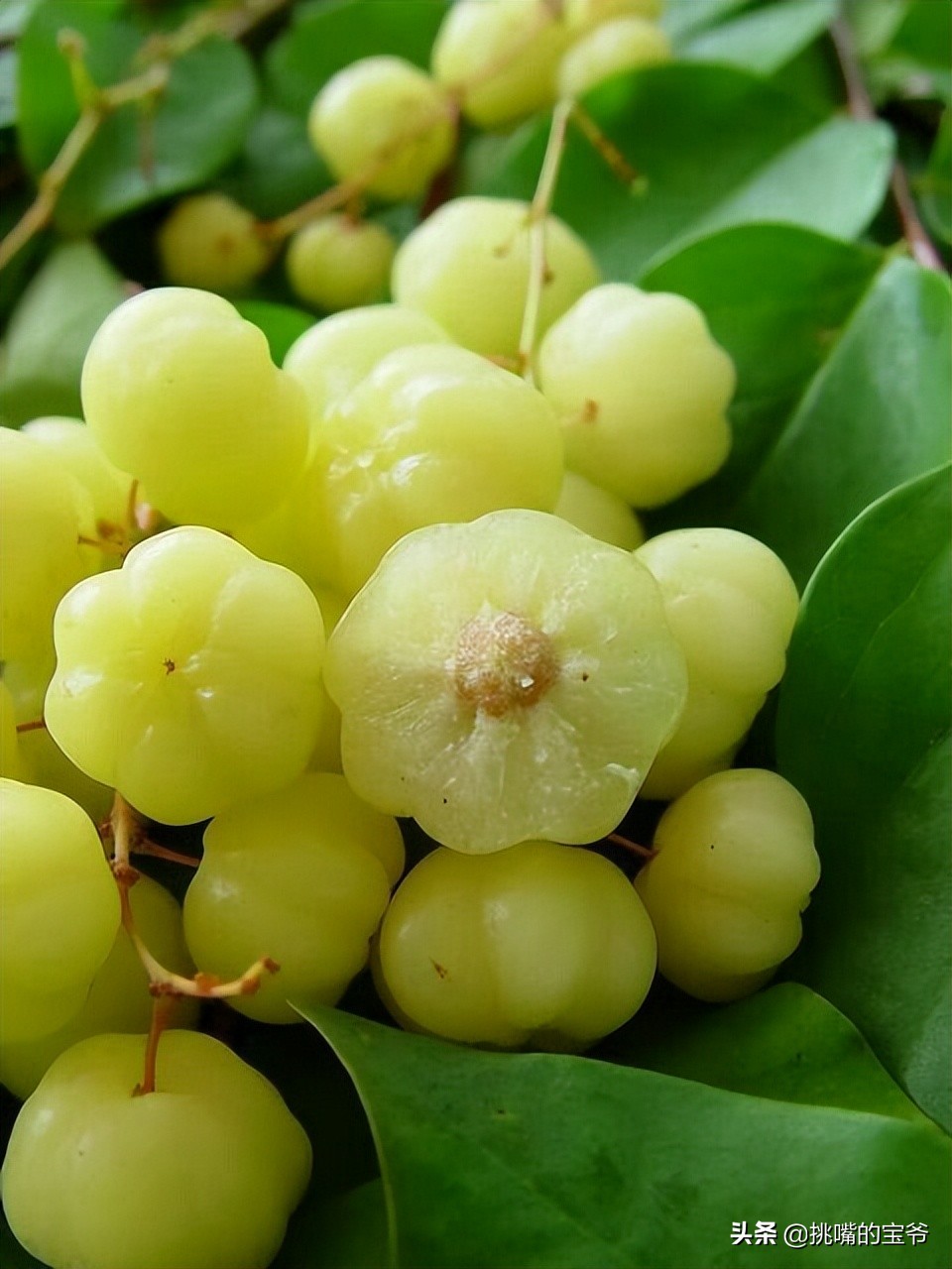 苏里南中国春节,苏里南的特色水果是什么