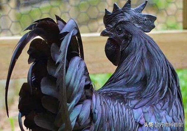 世界上最贵的十种鸡的品种,世界上最值钱的是什么鸡