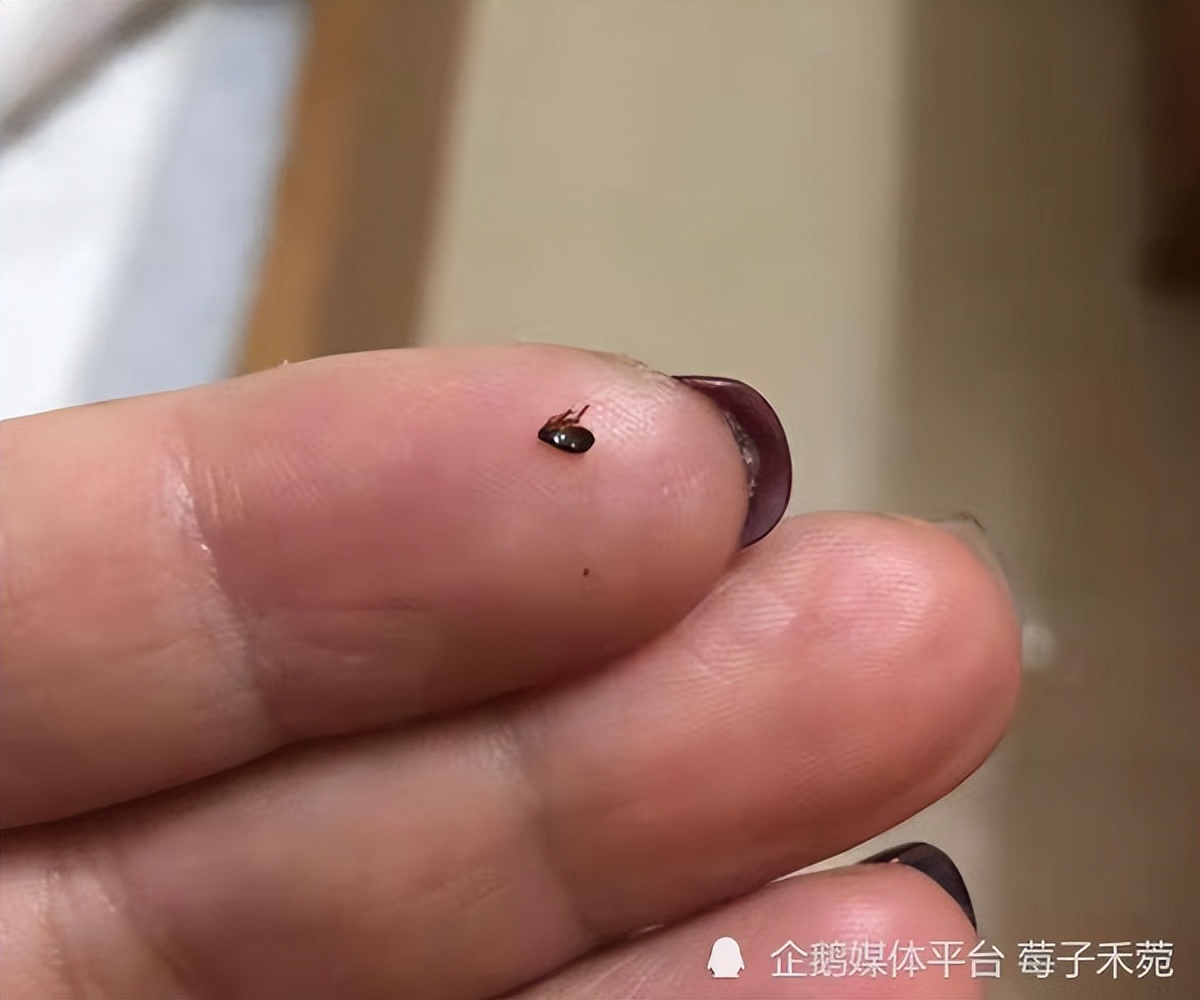 跳蚤虫子有什么办法消灭,出租屋怎样消除虱子