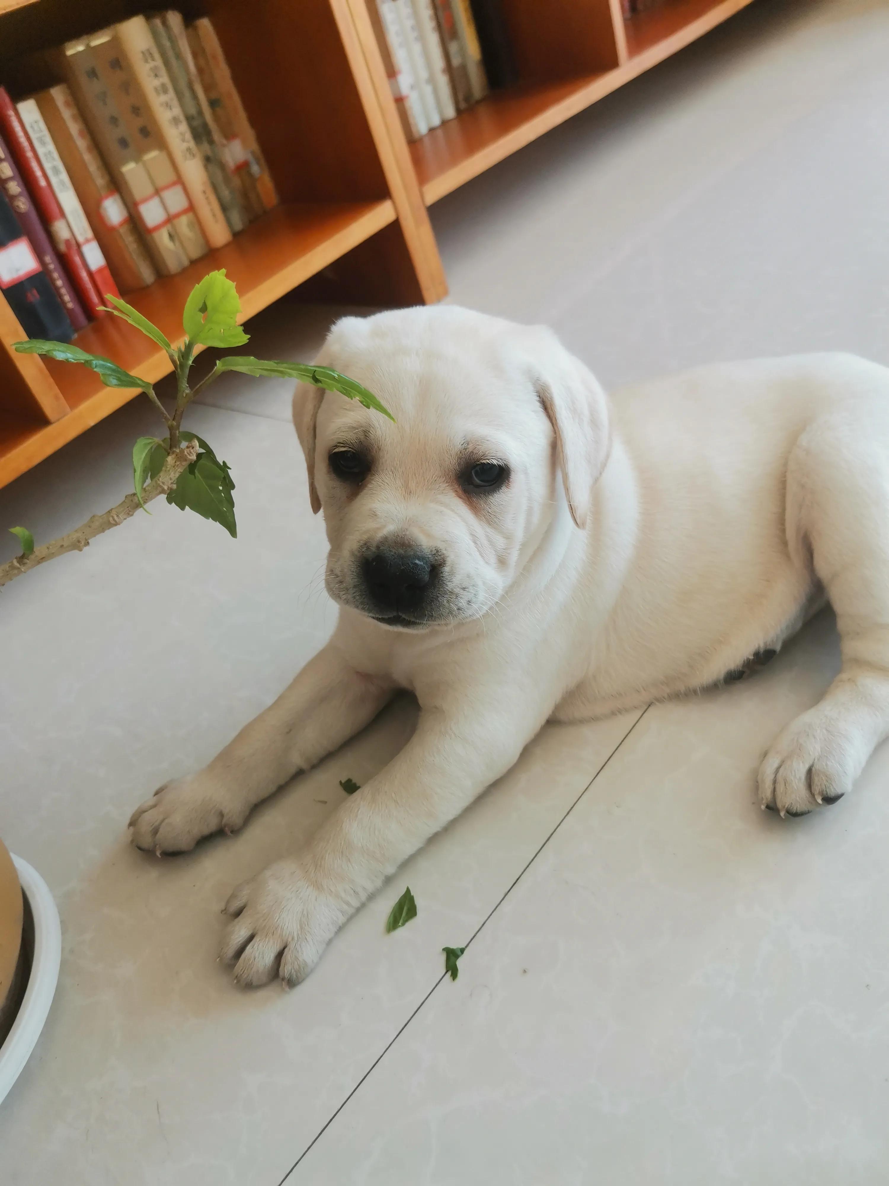 我家来了新成员,我家来了新成员作文