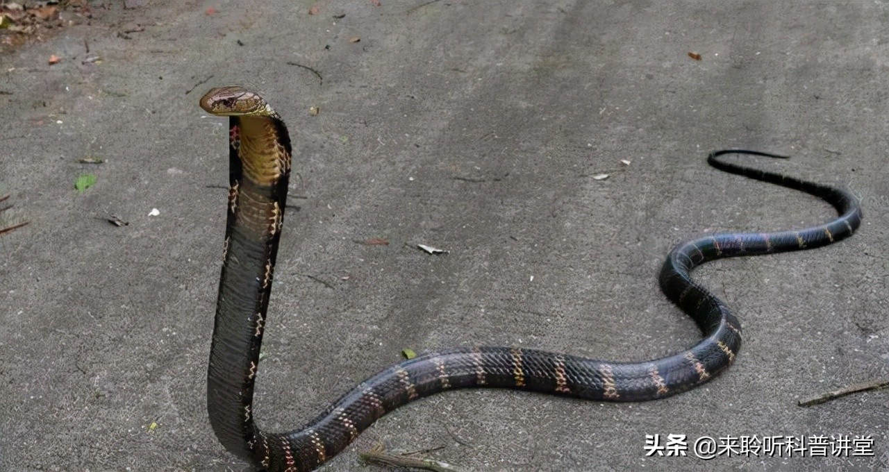 平头哥蜜獾大战眼镜王蛇,蜜獾能免疫眼镜王蛇的毒吗
