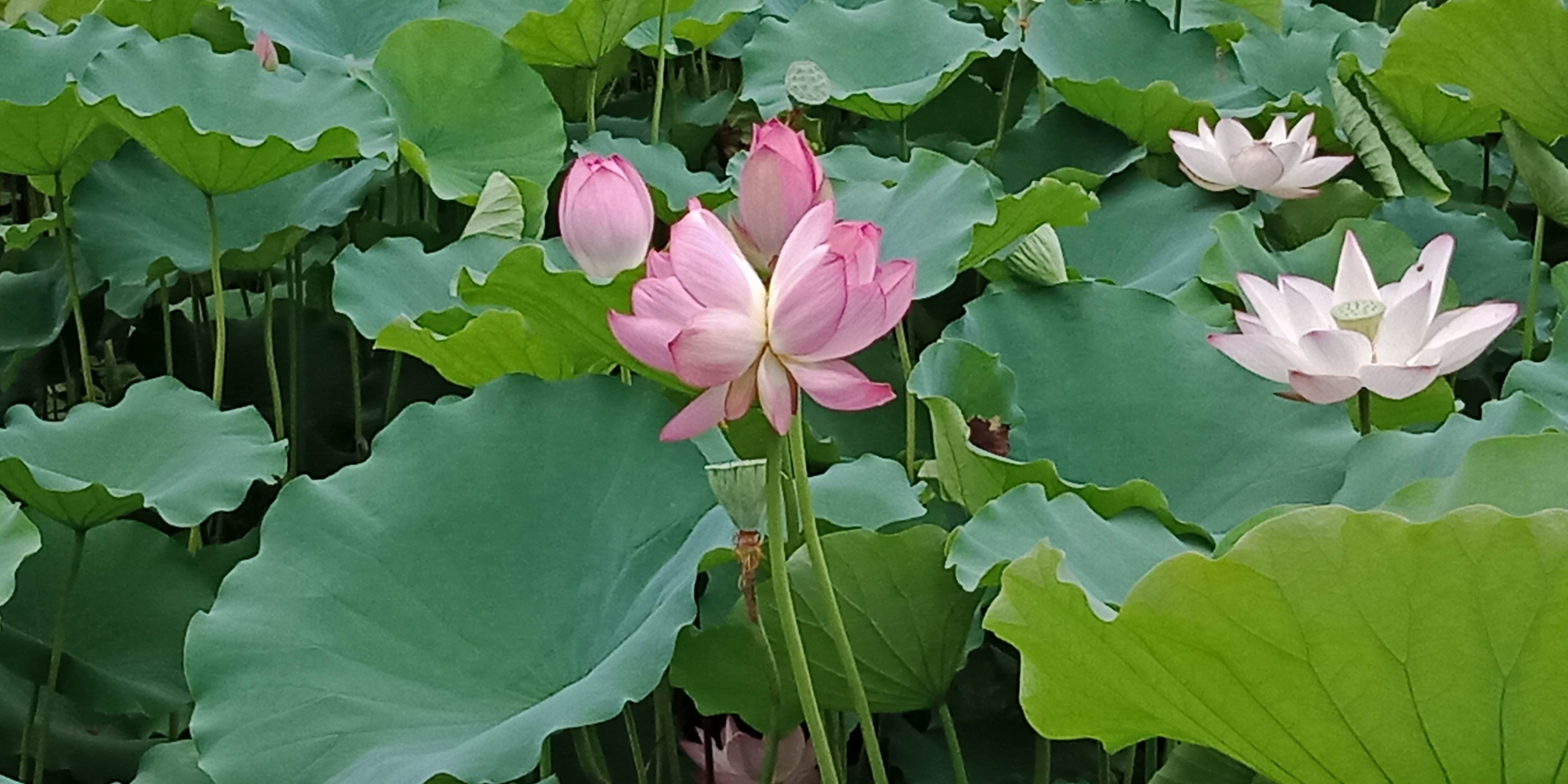 佛山公园里的荷花已悄然绽放,佛山人去旅游