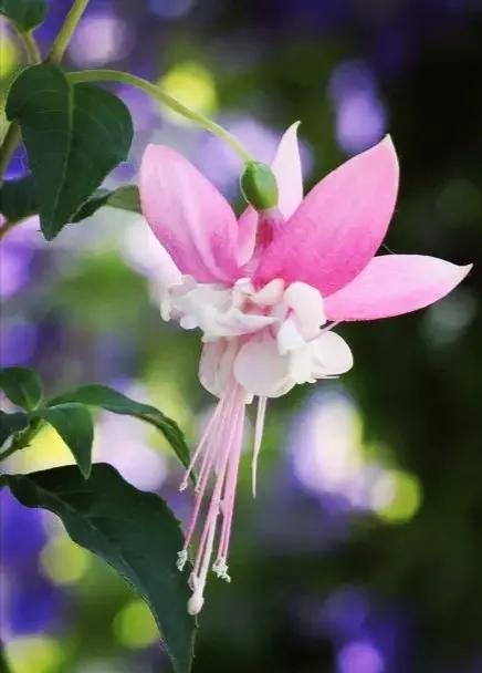 美丽的花倒挂金钟,美丽的倒挂金钟花图片