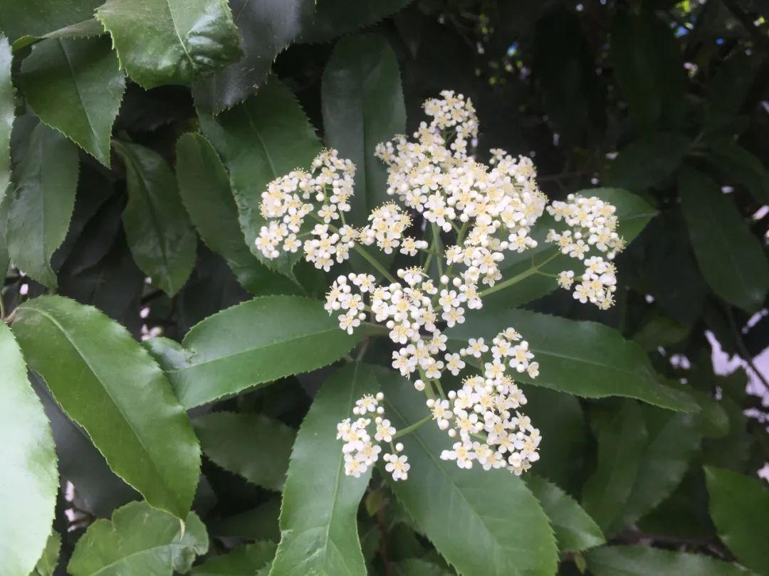 石楠花很臭为什么满大街都种呢,石楠花那么臭为什么要种那么多
