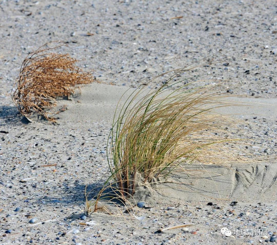 东北盐碱化严重原因,东北盐碱化最重的原因