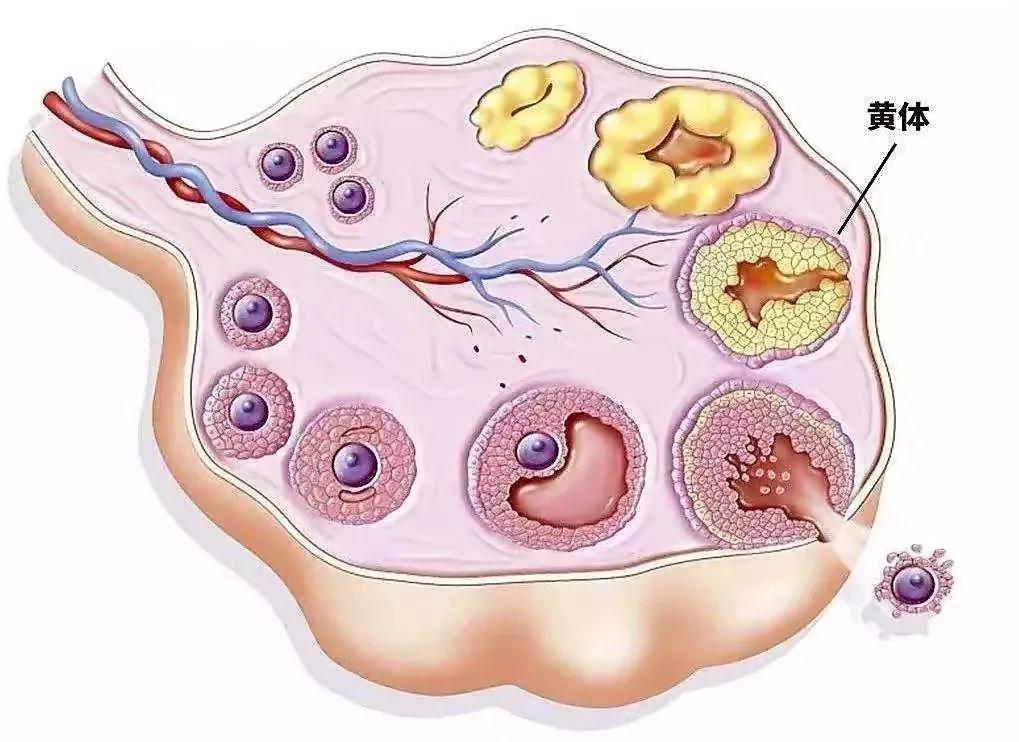 28岁女子同房后下腹部剧烈疼痛，医生查看后说：腹腔有积血需手术