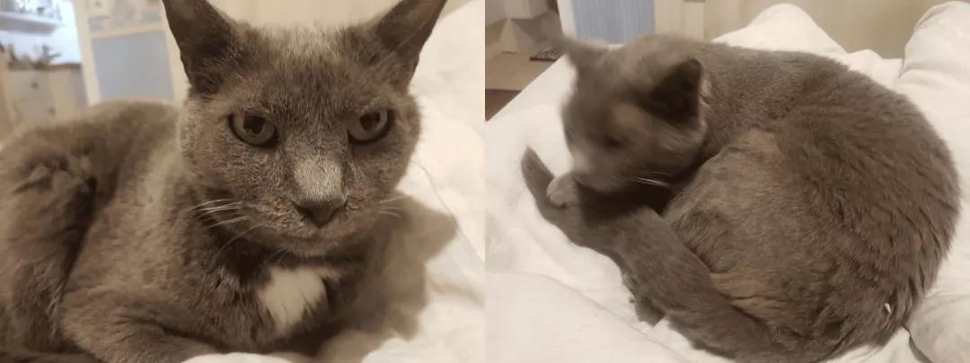 猫=图灵机?4项测试证明,「猫猫计算机」可执行任意计算