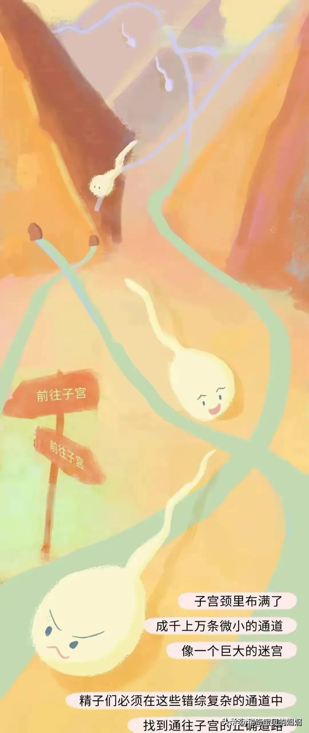 一起来看看“小蝌蚪”进入女性体内的全过程