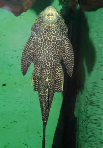 养什么能把玻璃鱼缸清理干净,鱼缸玻璃上的黄垢怎样避免