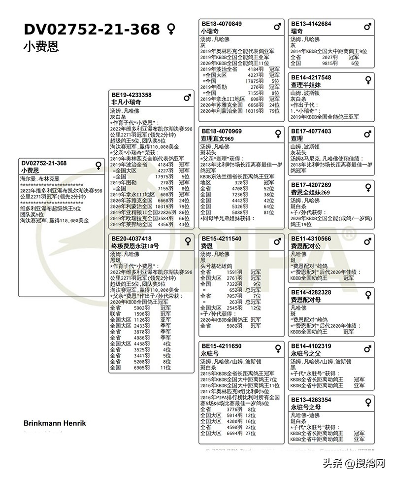 各大公棚冠军鸽,最新公棚鸽王冠军
