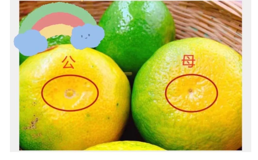 各种水果的切法小技巧,买水果挑选技巧