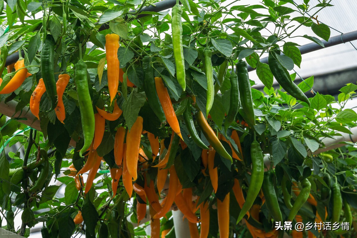 种植蔬菜时如何使用红糖生根水,红糖生根如何避免虫害