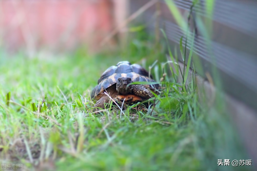 龟龟马上就要冬眠了，选择哪种冬眠方式比较好？