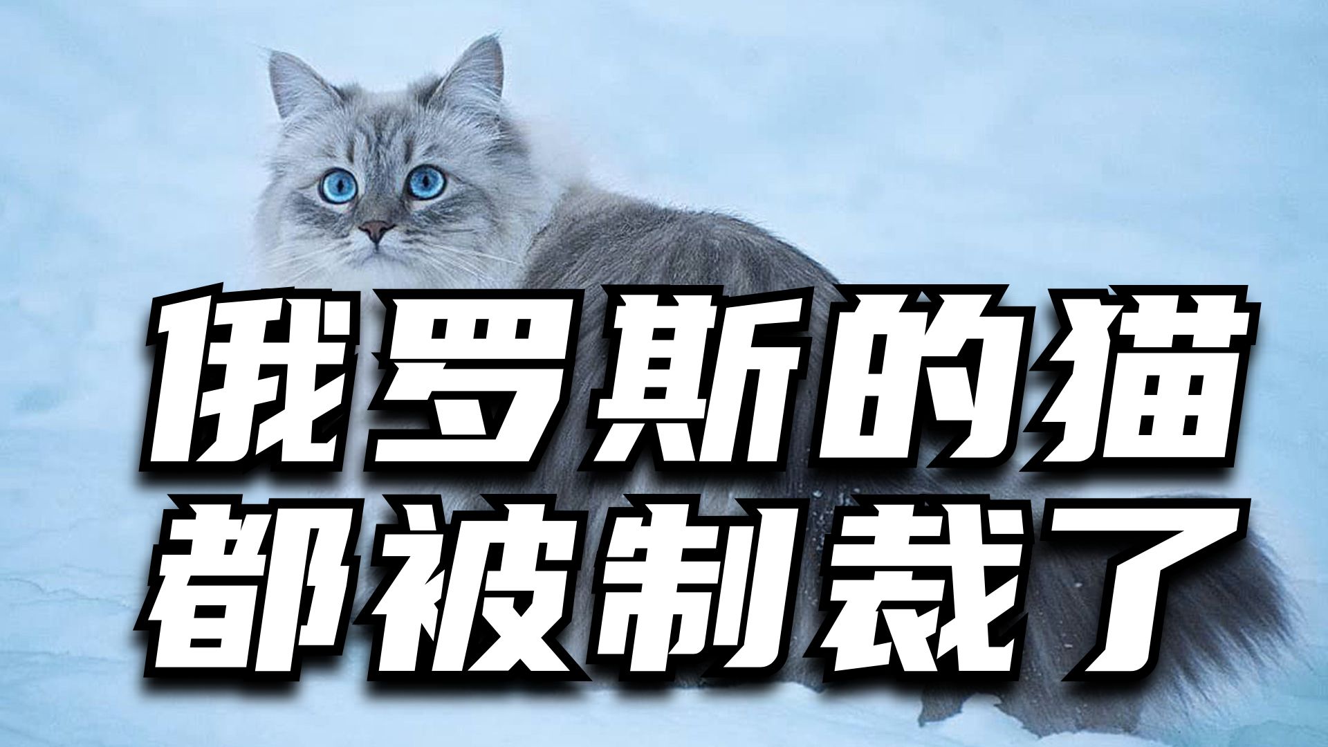 俄罗斯被制裁的猫是啥品种,俄罗斯的猫被制裁动画
