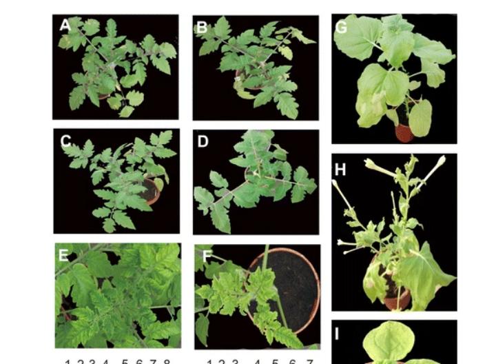 在核糖核酸的干扰下，病毒对转基因番茄植株有什么影响？
