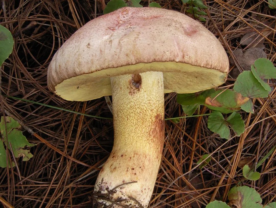 不可食用的有毒野生菌,哪五种野生菌不能吃