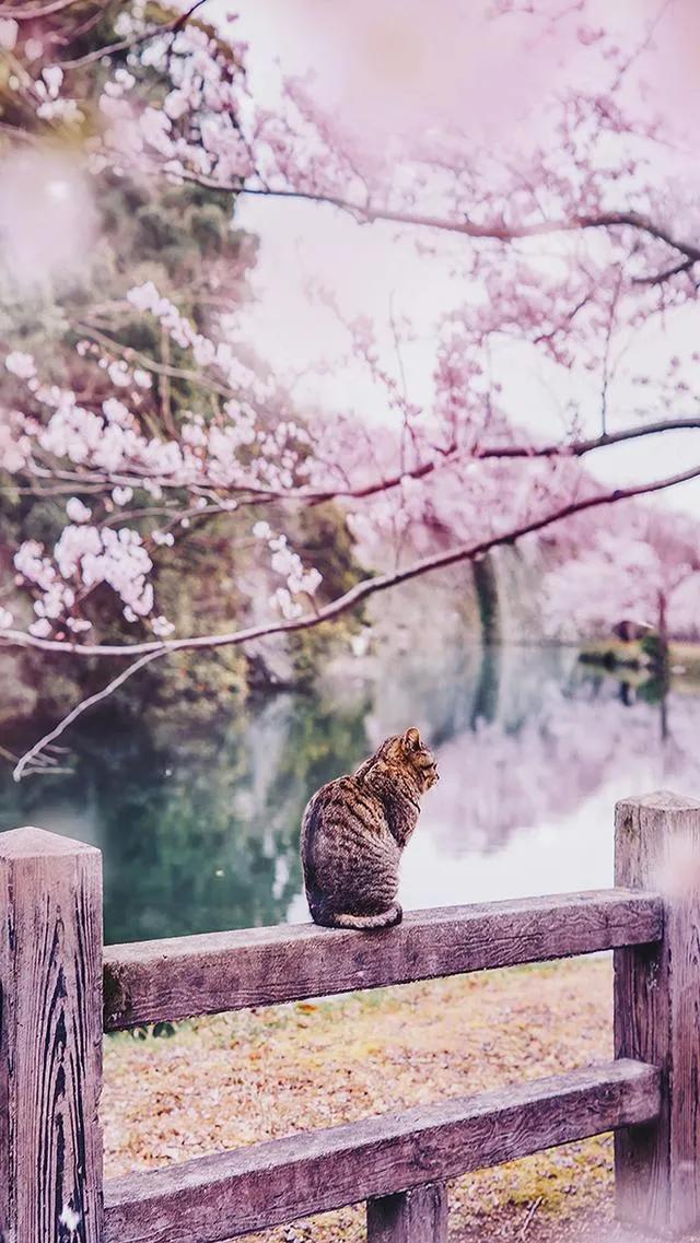 唯美手机壁纸高级感,唯美手机壁纸高清全面屏