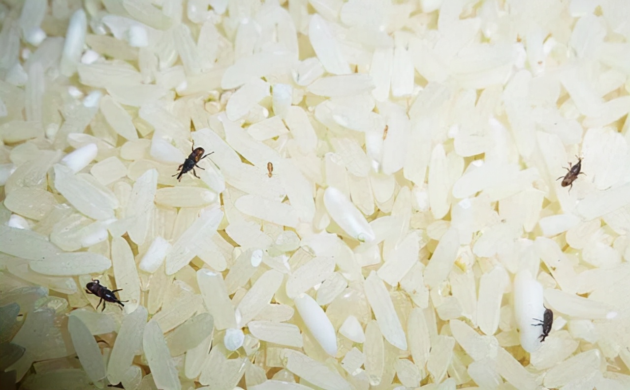 刚买完的大米放进米盒还是生虫,十几袋大米怎么防止生虫