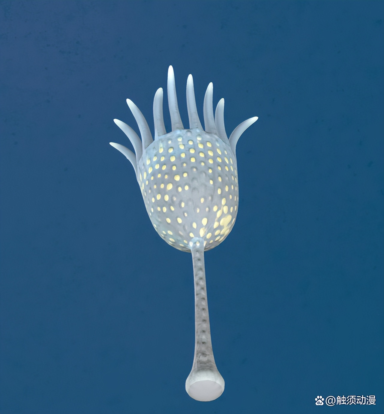 触须大叔不是“八爪鱼”,触须精灵也不是日本邪恶漫画里的淫怪