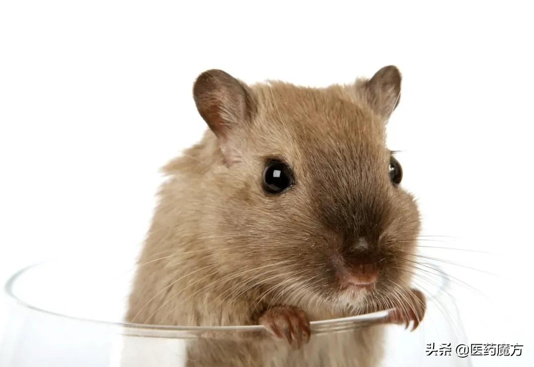 医药内卷，小鼠突围！模式动物第一股登陆科创板，市值60亿元