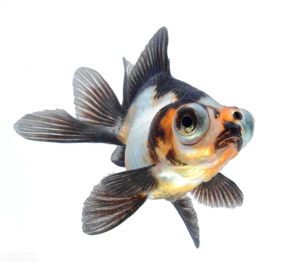 金鱼要怎么养比较好,金鱼如何才能养得好