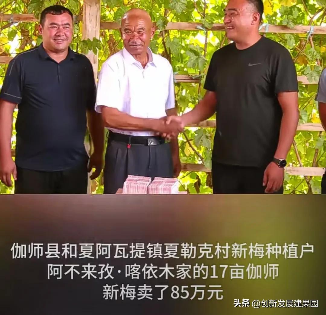 17亩番石榴一年收入多少,伽师县20亩种什么赚钱