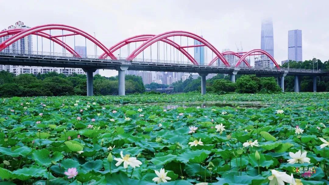 深圳最全红树林公园指南,深圳市最出名红树林湿地公园