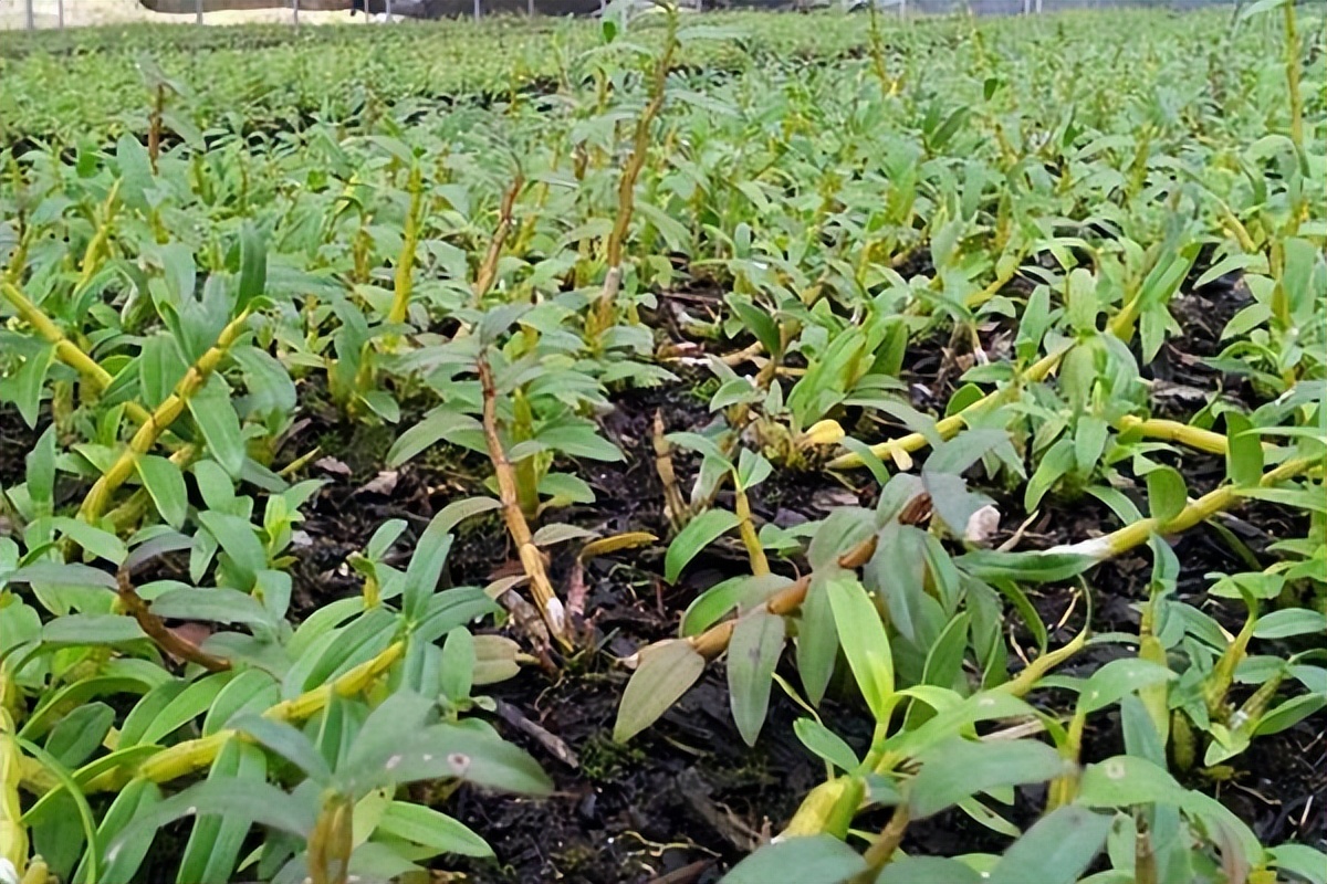 曾卖300元一斤的水果现在卖不出,真正的铁皮石斛在哪里能买得到