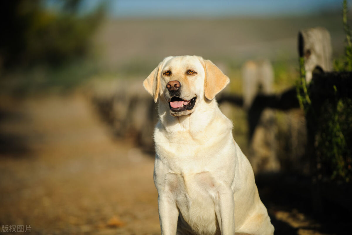 排名前十的狗狗品种图片,排名前十的狗狗罗威纳排名第几