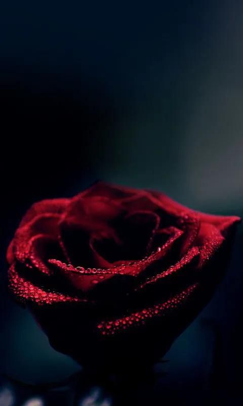 玫瑰花绝美头像,绝美玫瑰花图片