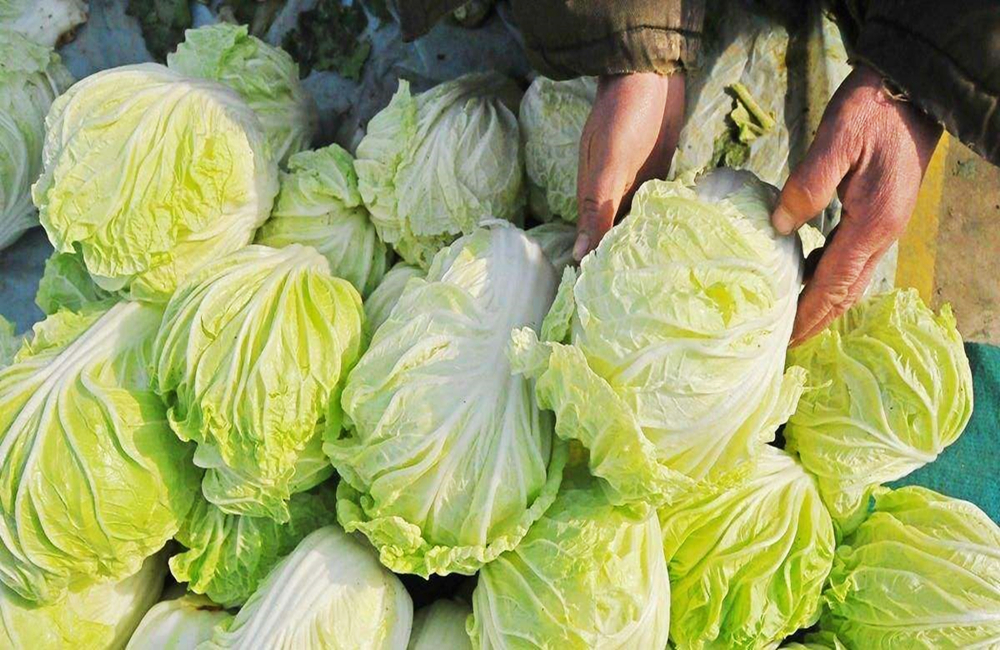 买白菜还是有一定的技巧,买白菜黄叶和绿叶哪个好