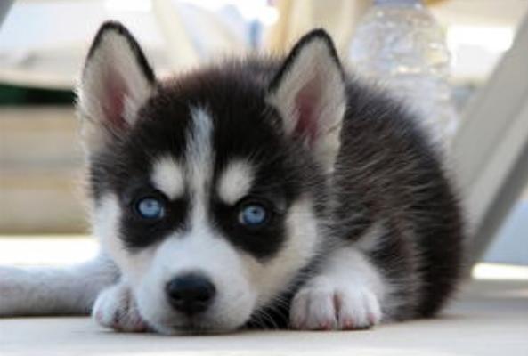 二哈被小狗凶后委屈找主人保护,二哈幼犬没精神