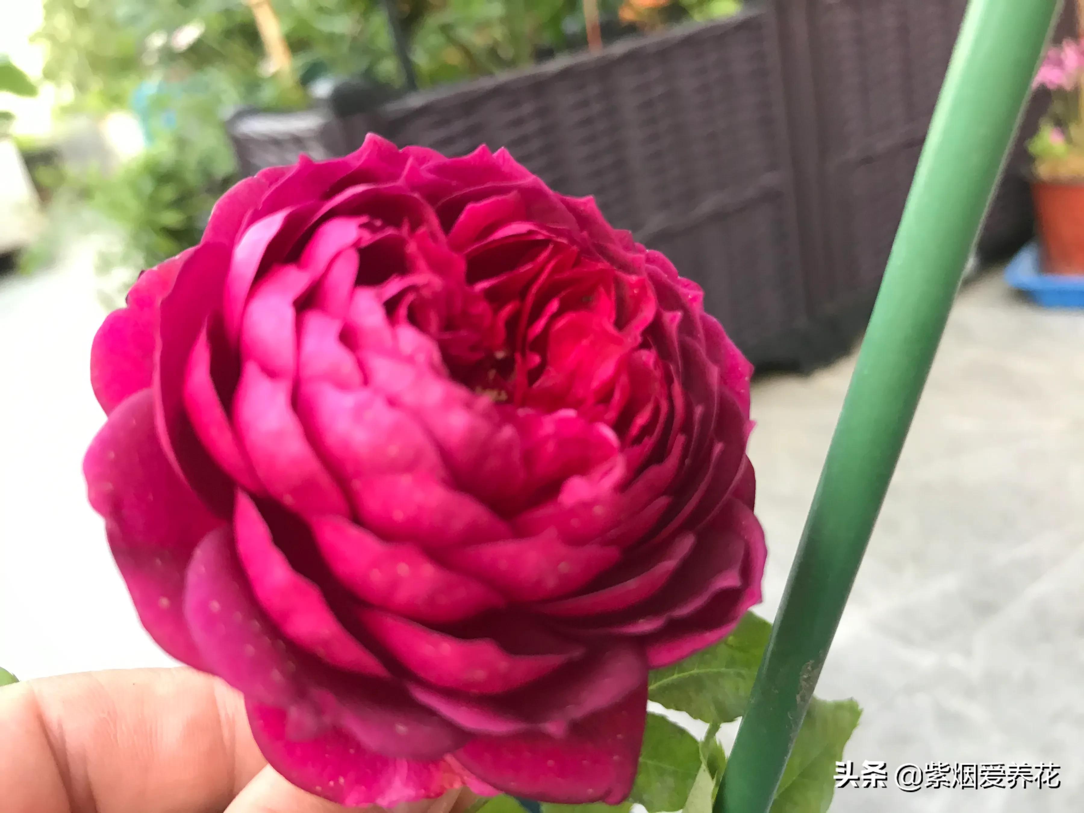 哪些月季仙气十足,又美又香的月季品种