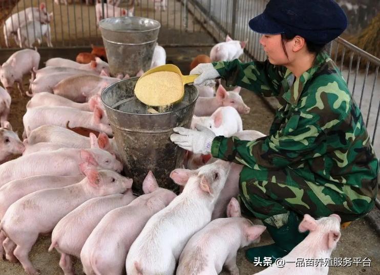 创业养殖种植代理行业,农村创业不宜做什么生意