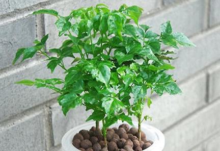 家里养的绿宝突然一直掉叶,家里绿宝树有鸟巢怎么办