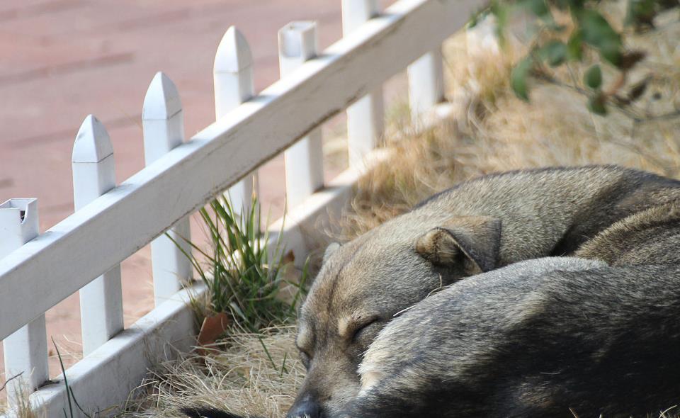 狗狗中暑怎么急救处理,狗狗中暑怎么自救