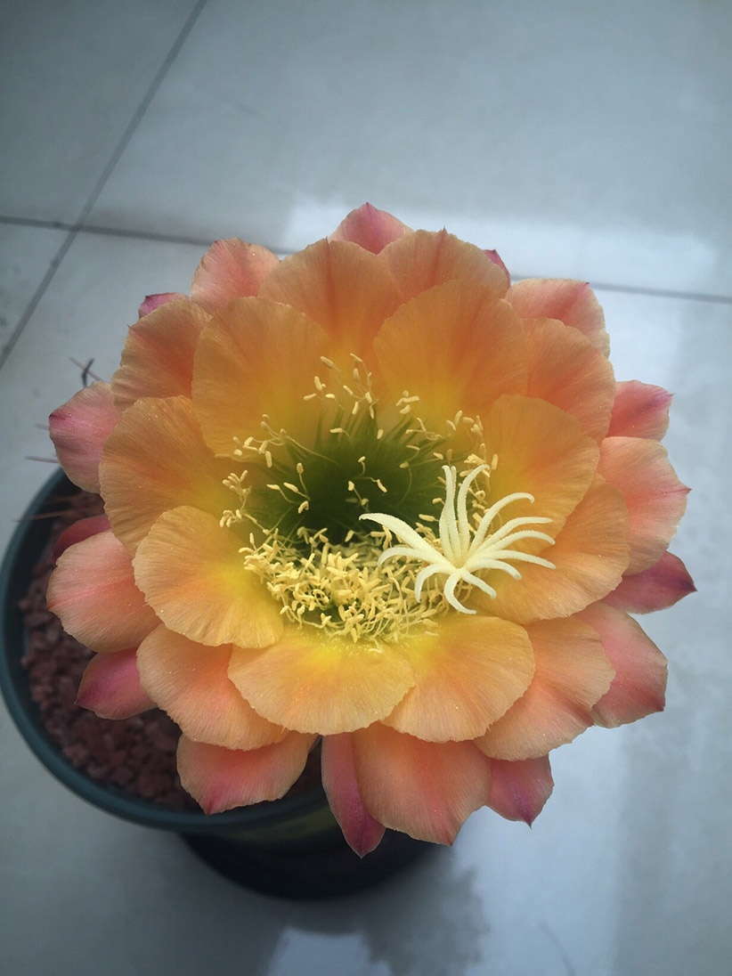 毛花柱仙人球品种大全,顶级精品仙人球花