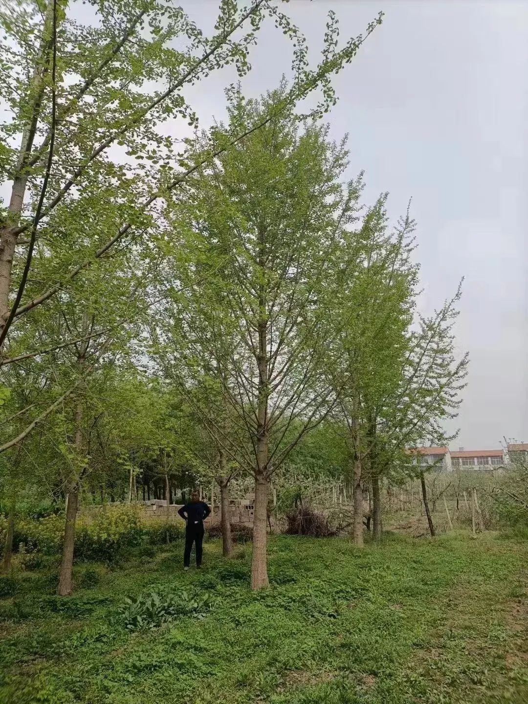 给钱就卖的苗,给钱就卖园艺