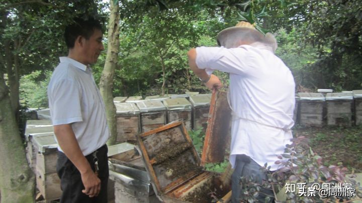 蜂蜜需要经过多少度的温度杀菌,蜂蜜消毒杀菌的正确方法