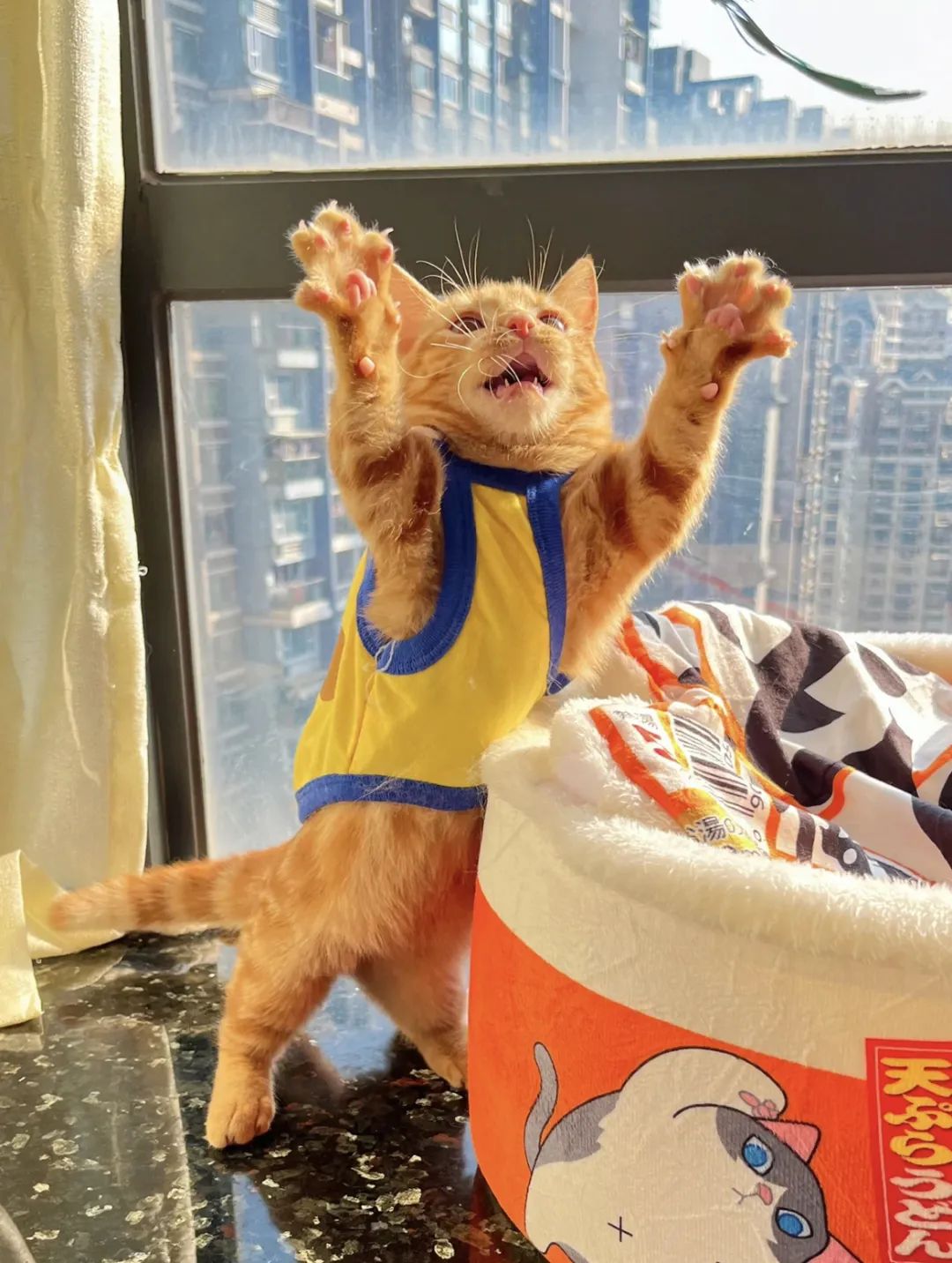 如何拥有一只奶牛猫,如何养出社牛猫